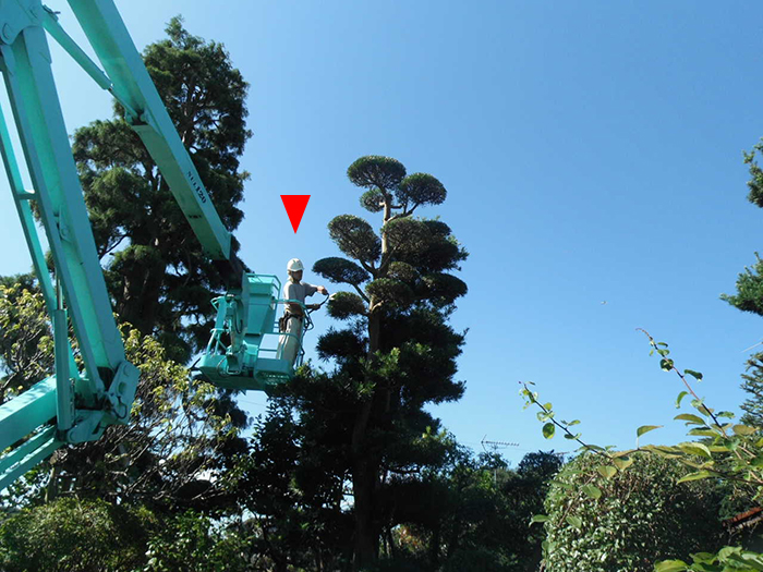 高さ１２メートル級のマキの木の剪定風景