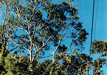 危険樹木の切り詰め