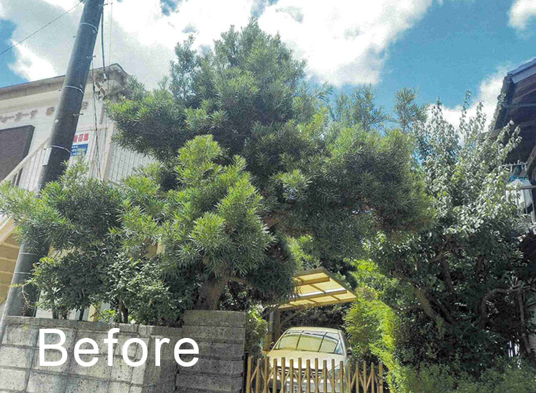 久しぶりの庭木手入れ