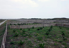 千葉県保安林整備事業　山武地区松ヶ谷