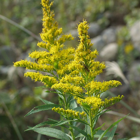 セイタカアワダチソウ