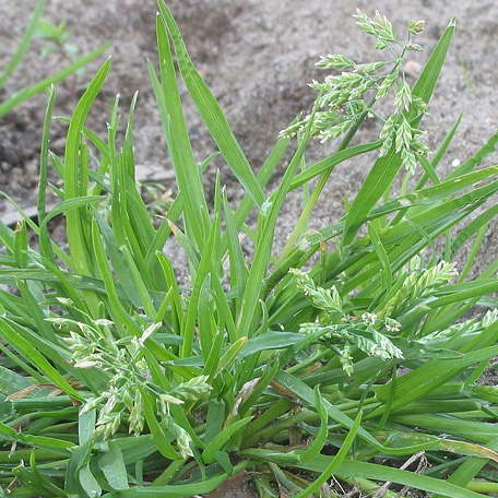 スズメノカタビラ